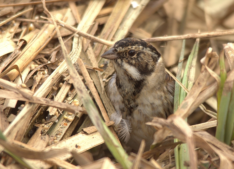 Rohrammer Männchen