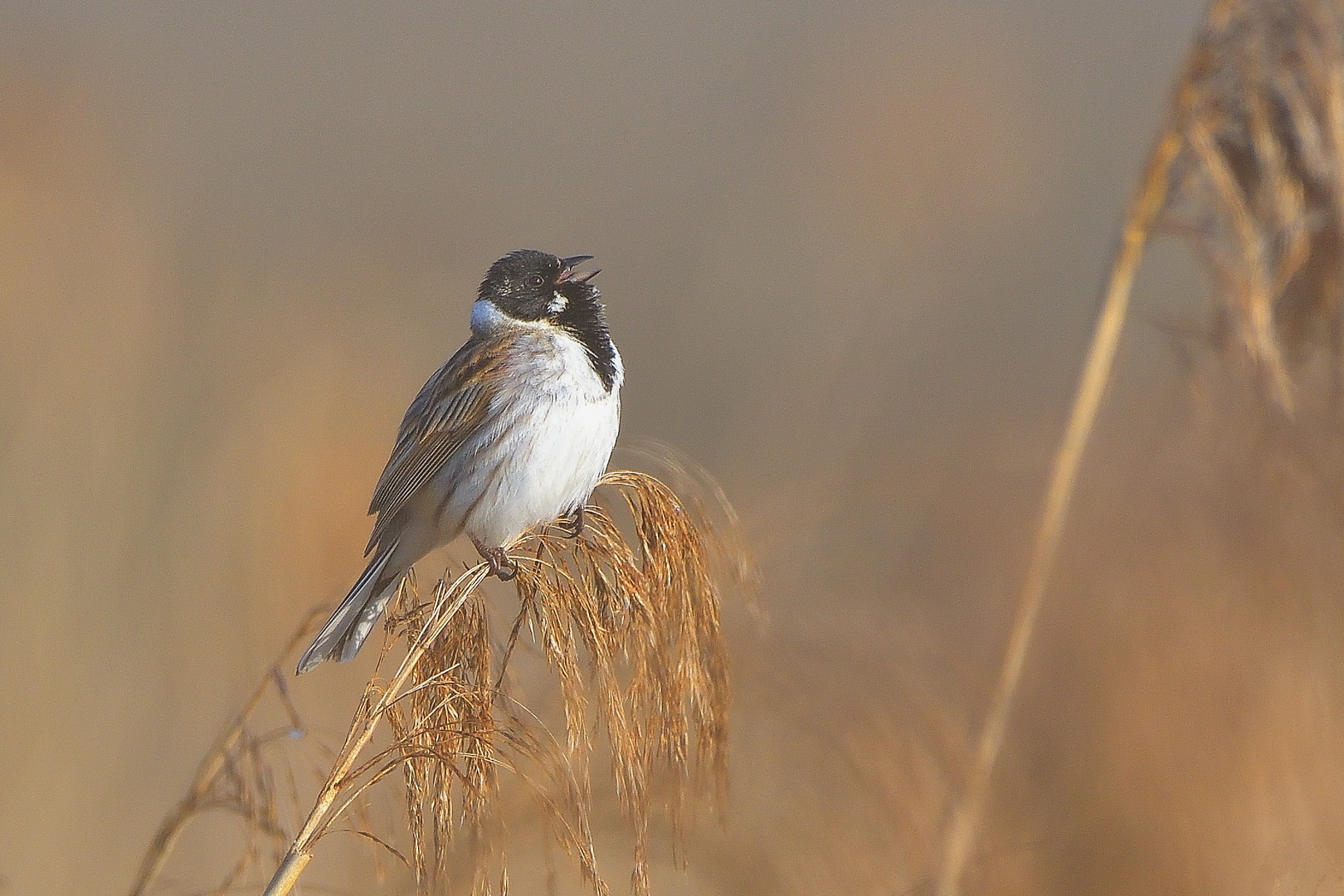 Rohrammer Männchen (Emberiza schoeniclus)