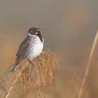 Rohrammer Männchen (Emberiza schoeniclus)