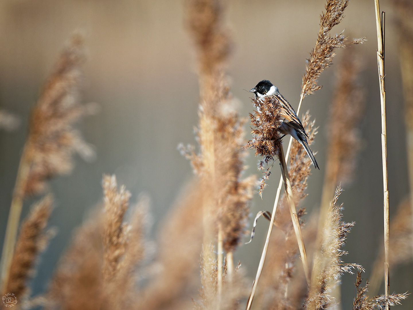 Rohrammer (male)