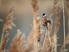 Rohrammer (male)