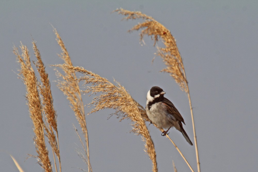 rohrammer (neusiedlersee 2014)