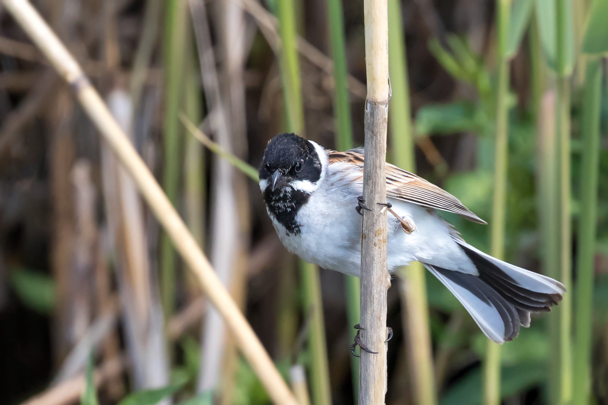 Rohrammer oder Rohrspatz (Emberiza schoeniclus)