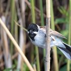 Rohrammer oder Rohrspatz (Emberiza schoeniclus)