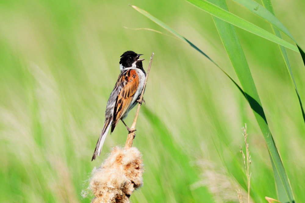 Rohrammer / Reed Bunting (Emberiza schoeniclus)