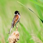 Rohrammer / Reed Bunting (Emberiza schoeniclus)