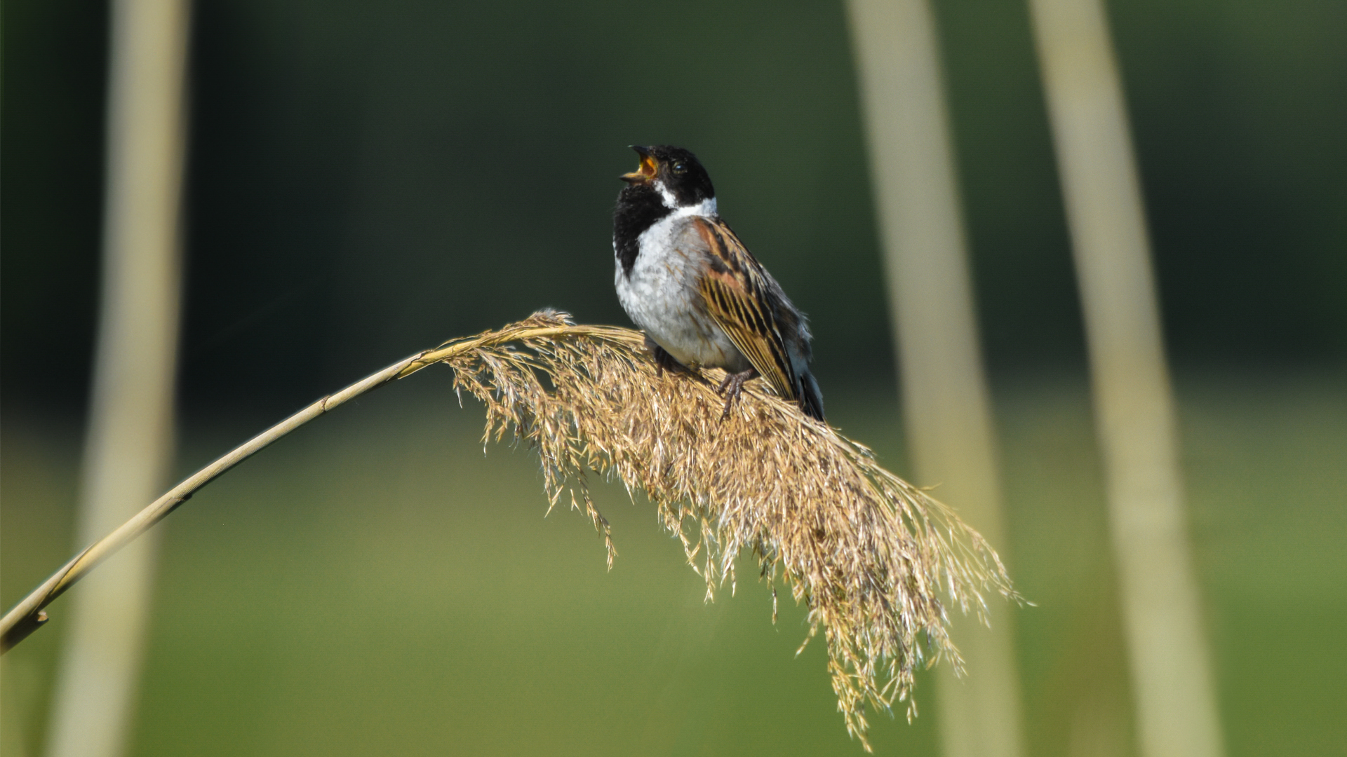 Rohrammer singt im Schilf