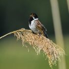 Rohrammer singt im Schilf