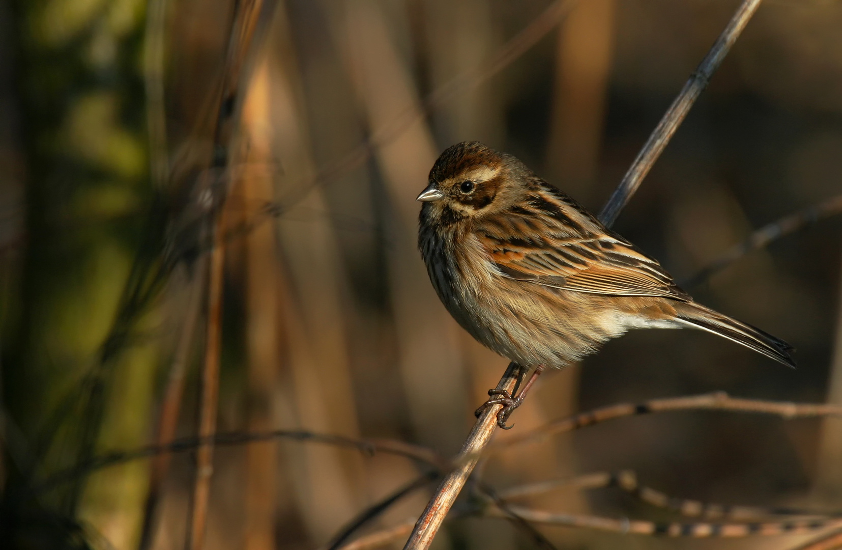 Rohrammer (Weibchen)