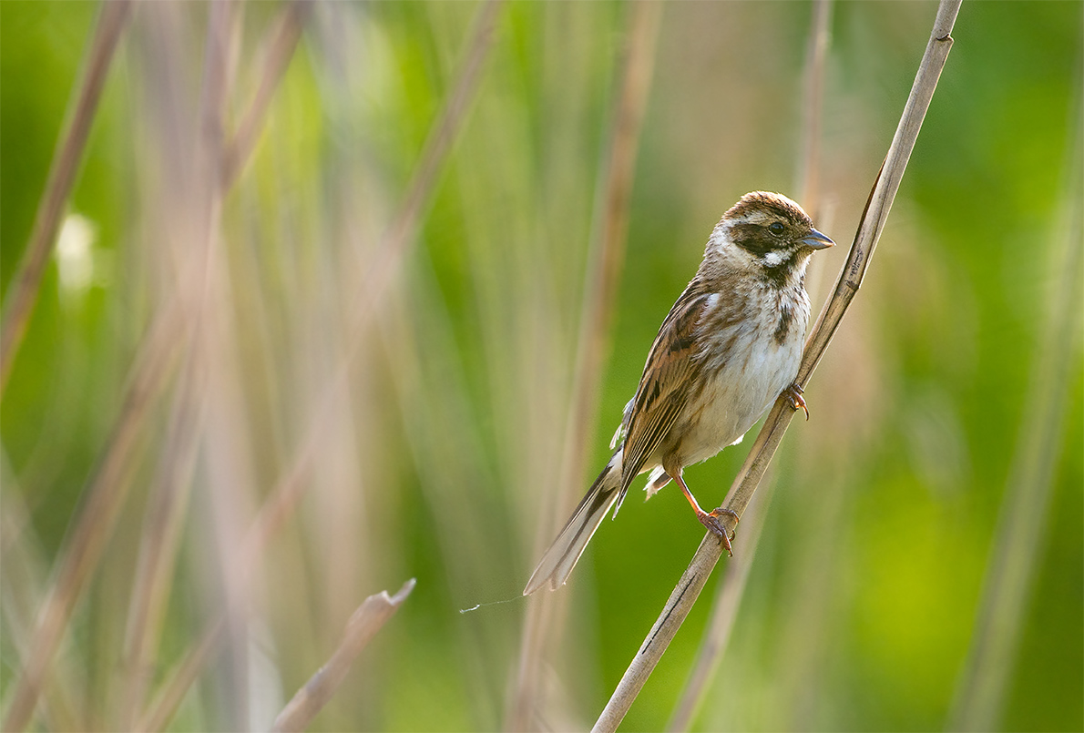 Rohrammer weibchen