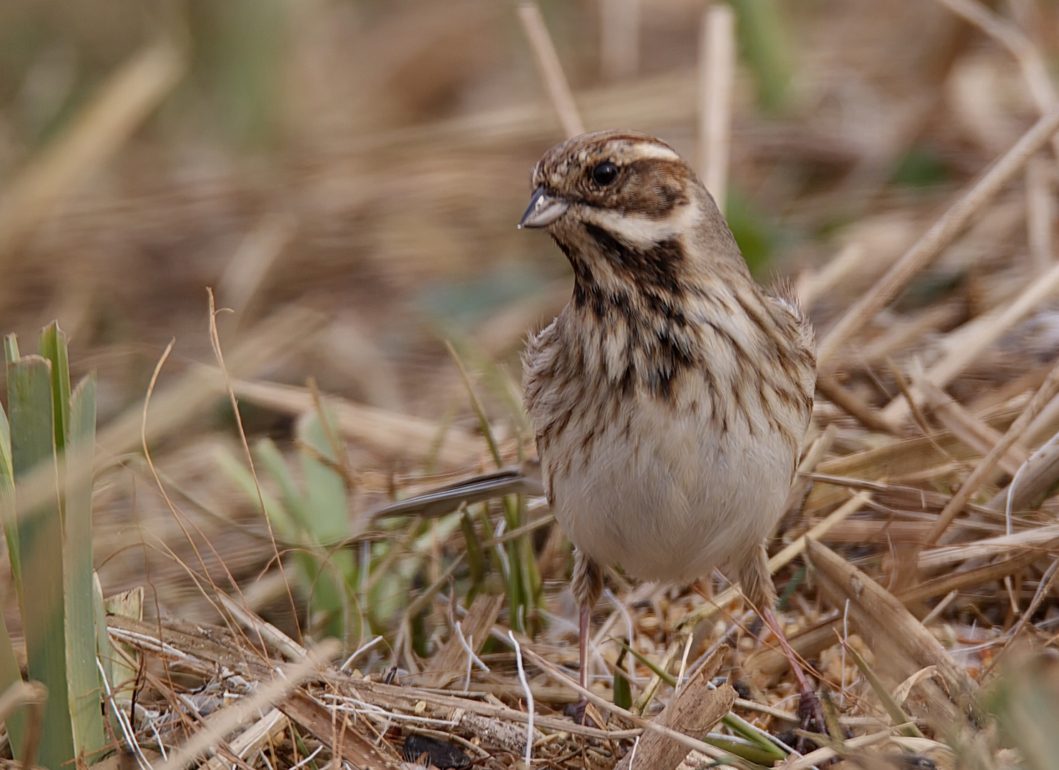 Rohrammer weiblich