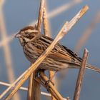 Rohrammer (weiblich, Emberiza schoeniclus)