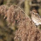 Rohrammerweibchen auf Rohrhalm