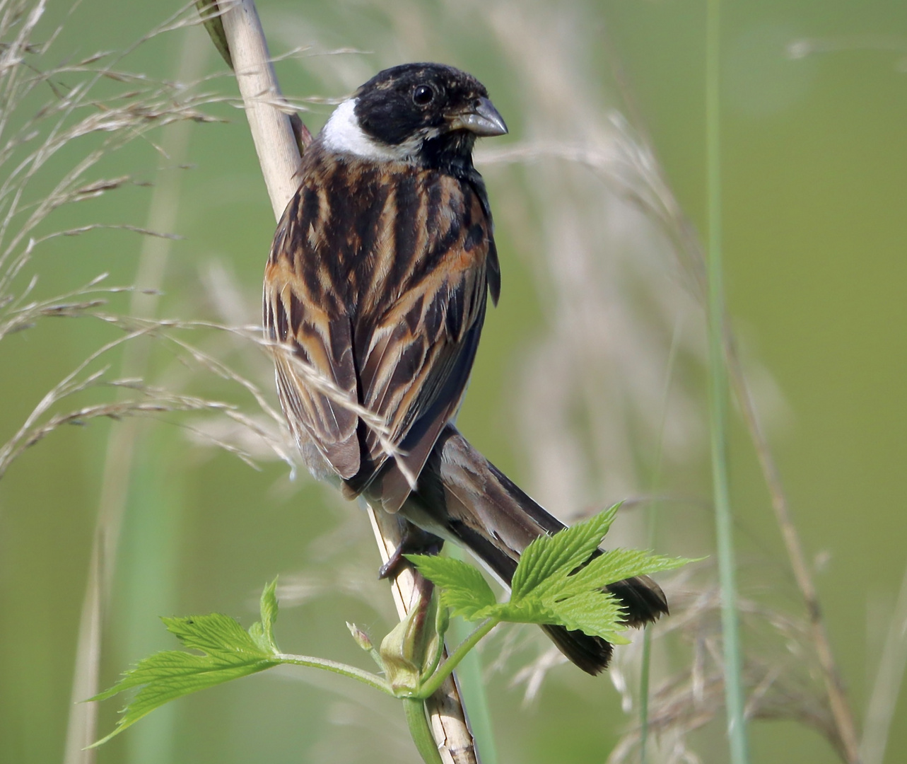 Rohrammmer in ihrem Habitat......