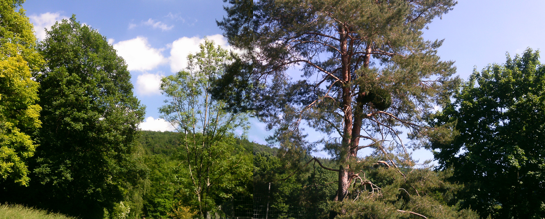 Rohrbacher Wald