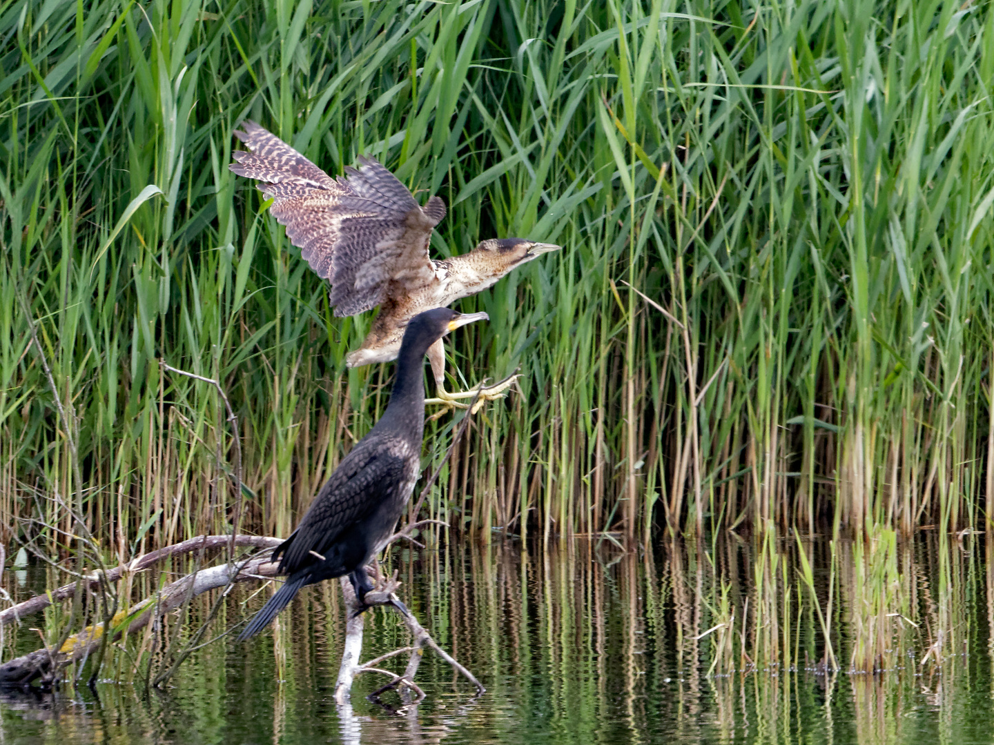 Rohrdommel