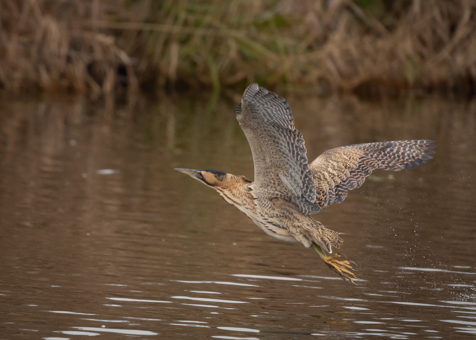 Rohrdommel