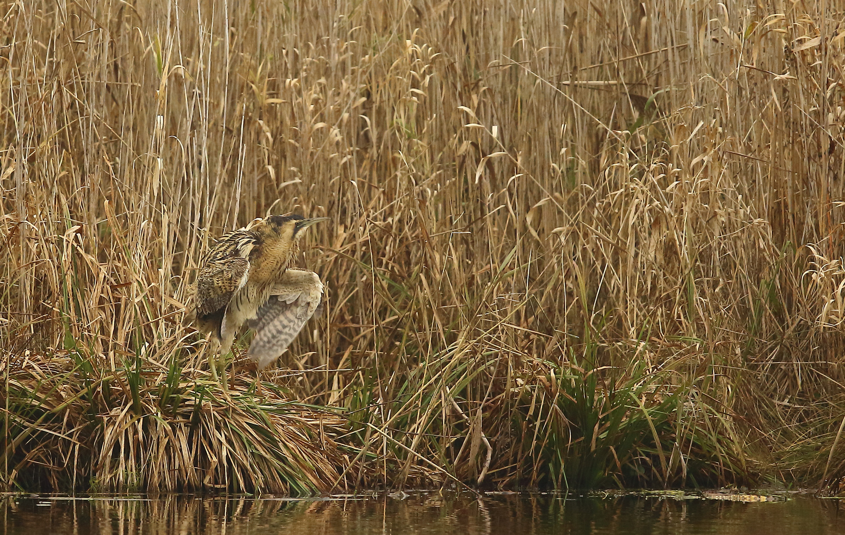 Rohrdommel                 2xKlicken 