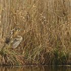 Rohrdommel                 2xKlicken 