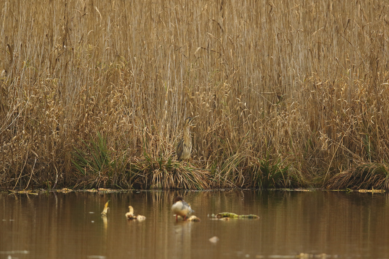 Rohrdommel