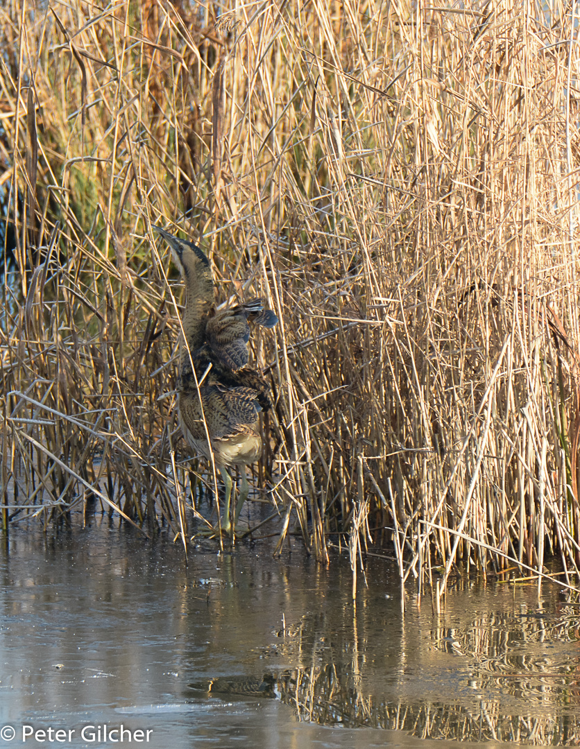 Rohrdommel