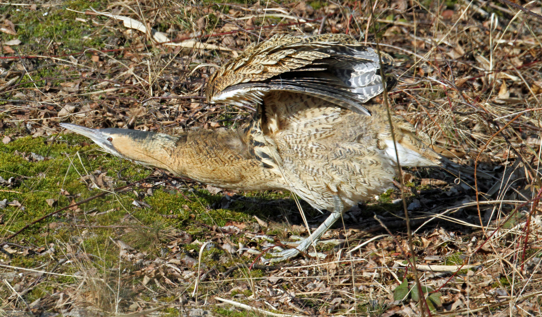 Rohrdommel