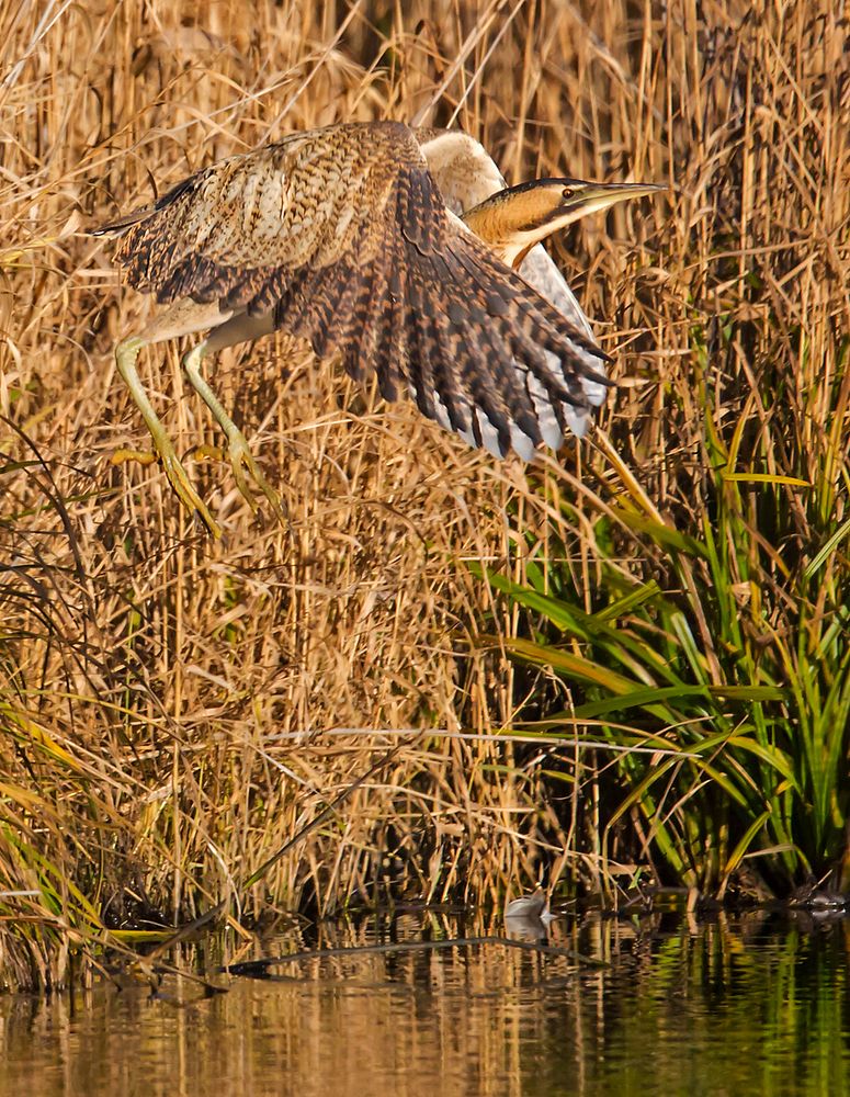 Rohrdommel Abflug.