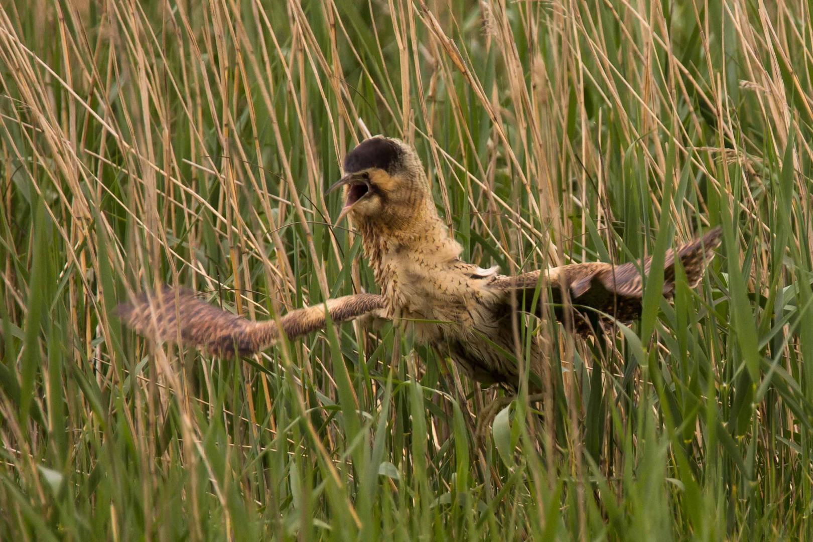 Rohrdommel Angriff