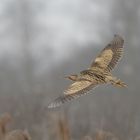 Rohrdommel auf Erkundungsflug