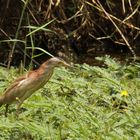 Rohrdommel auf Futtersuche