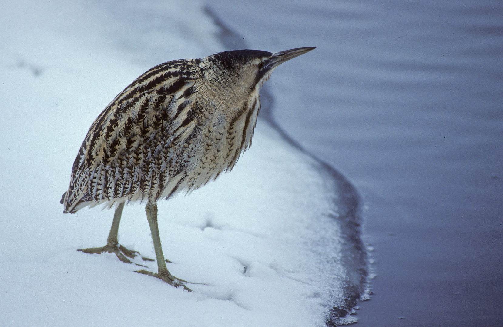 Rohrdommel: Auf Kodachrome 64