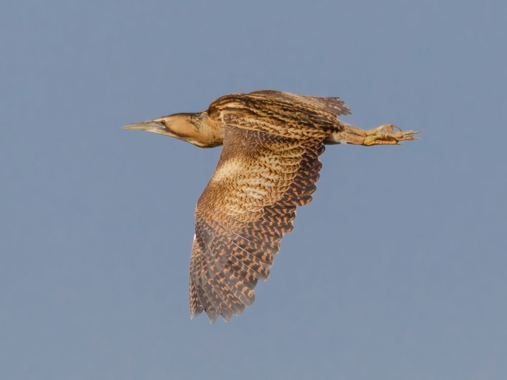 Rohrdommel bei schönstem Flugwetter