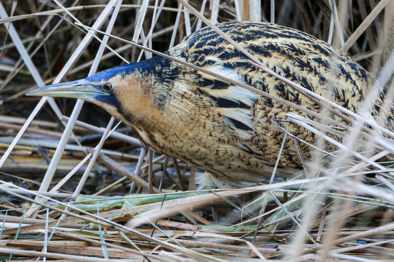 Rohrdommel - Bitterns - (Botaurus stellaris)