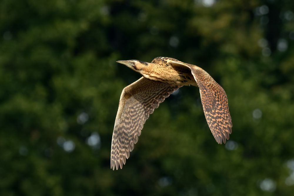 Rohrdommel  (Botaurus stellaris)