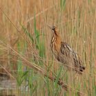 Rohrdommel (Botaurus stellaris)