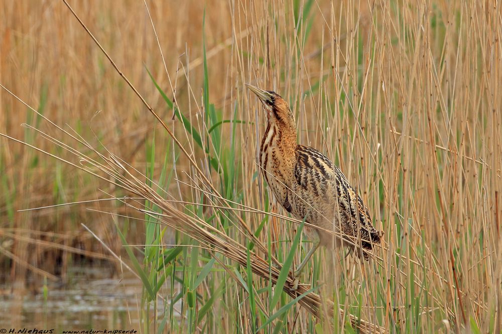 Rohrdommel (Botaurus stellaris)