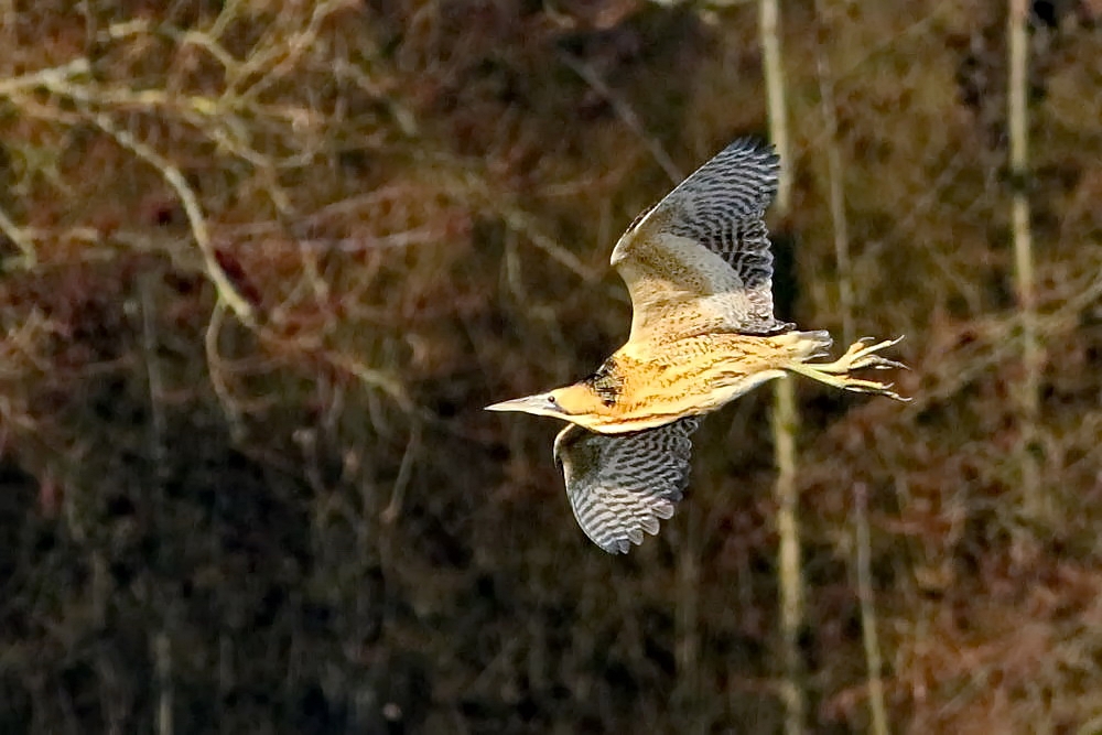 Rohrdommel (Botaurus stellaris)