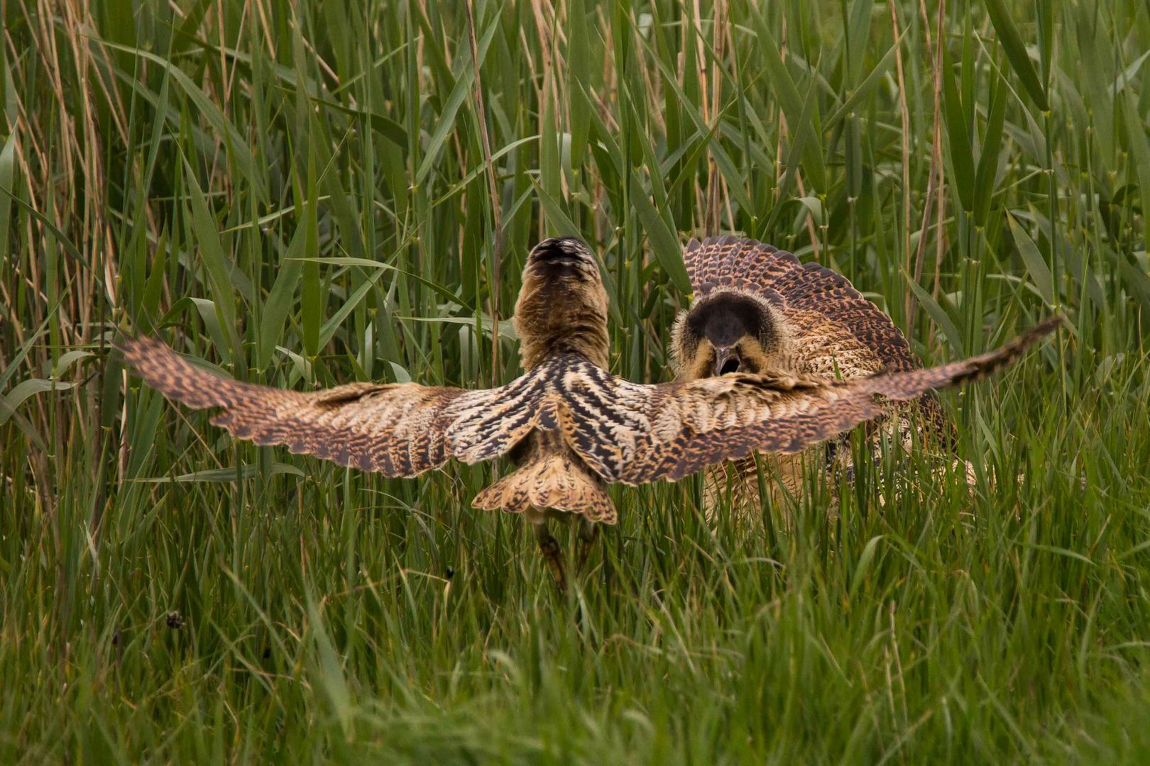 Rohrdommel (Botaurus stellaris)