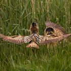 Rohrdommel (Botaurus stellaris)