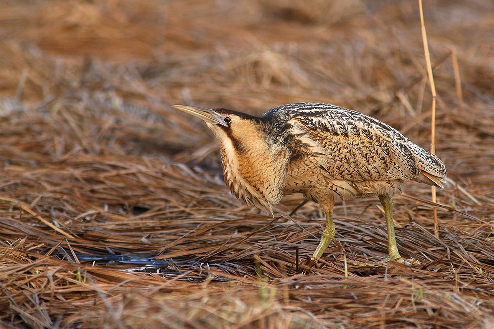 Rohrdommel (Botaurus stellaris)