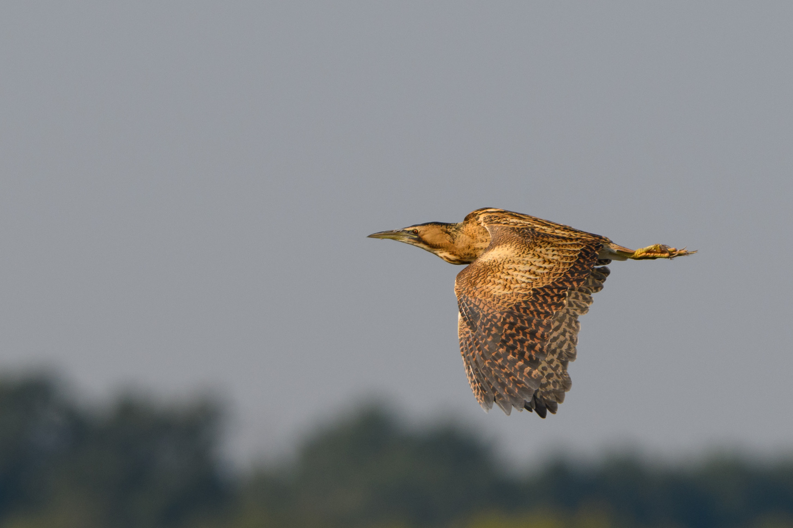 Rohrdommel (Botaurus stellaris)