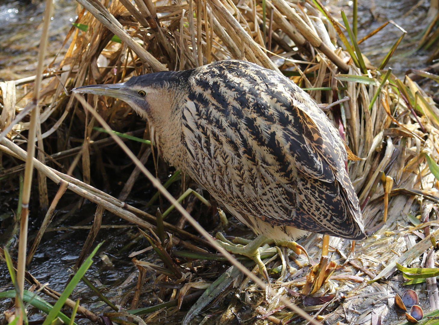 Rohrdommel ( Botaurus stellaris )