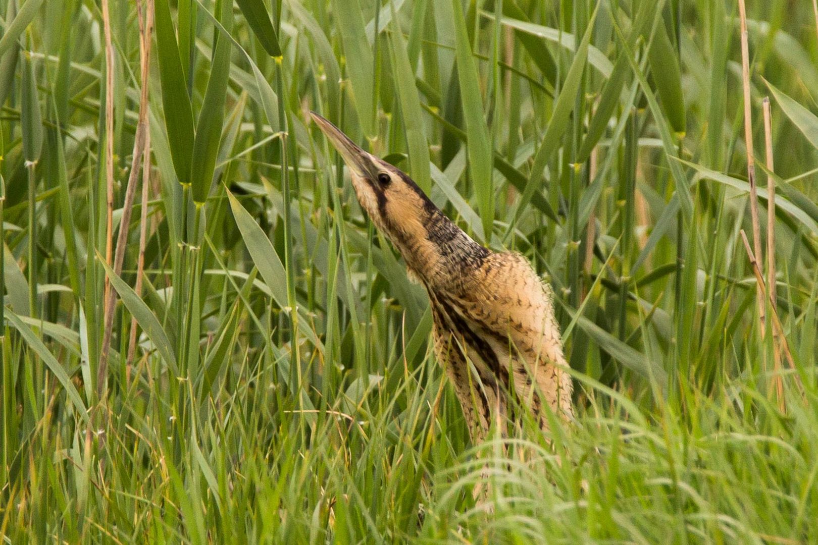 Rohrdommel (Botaurus stellaris)