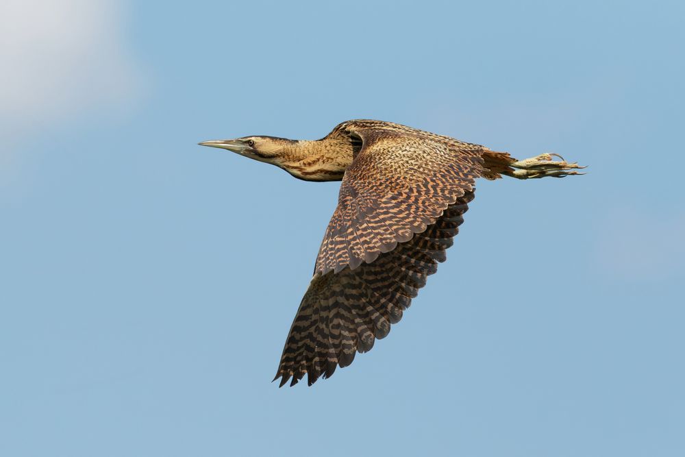 Rohrdommel  (Botaurus stellaris)