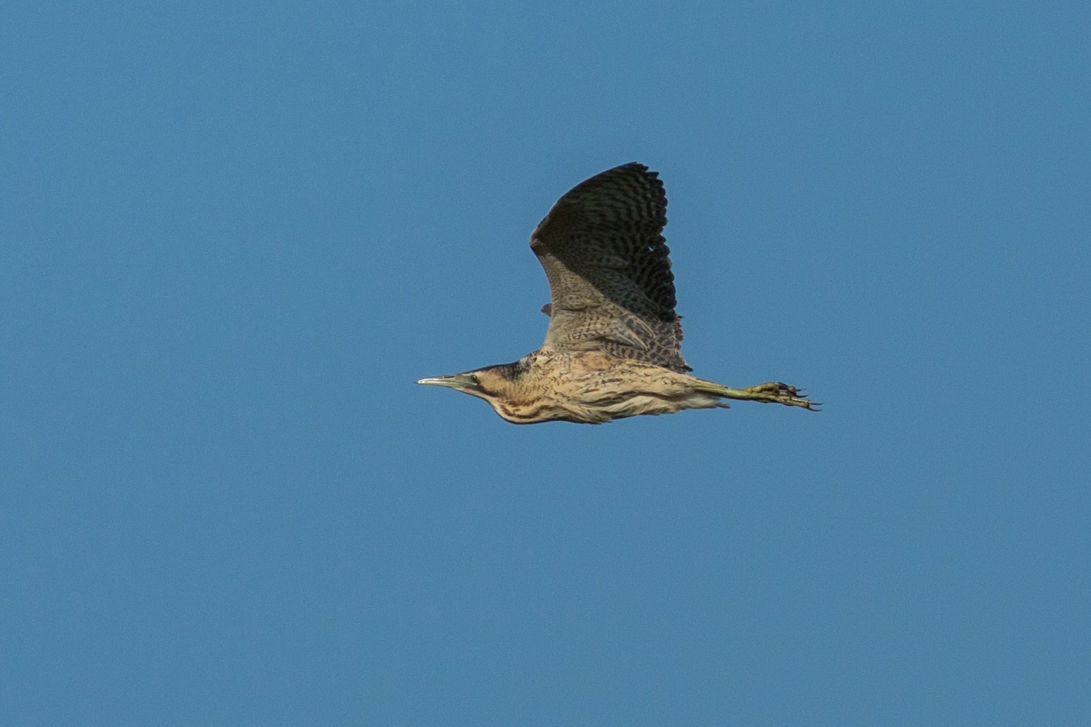 Rohrdommel (Botaurus stellaris)