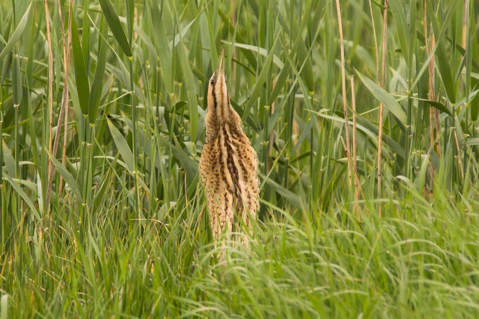 Rohrdommel (Botaurus stellaris)