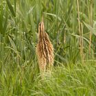 Rohrdommel (Botaurus stellaris)