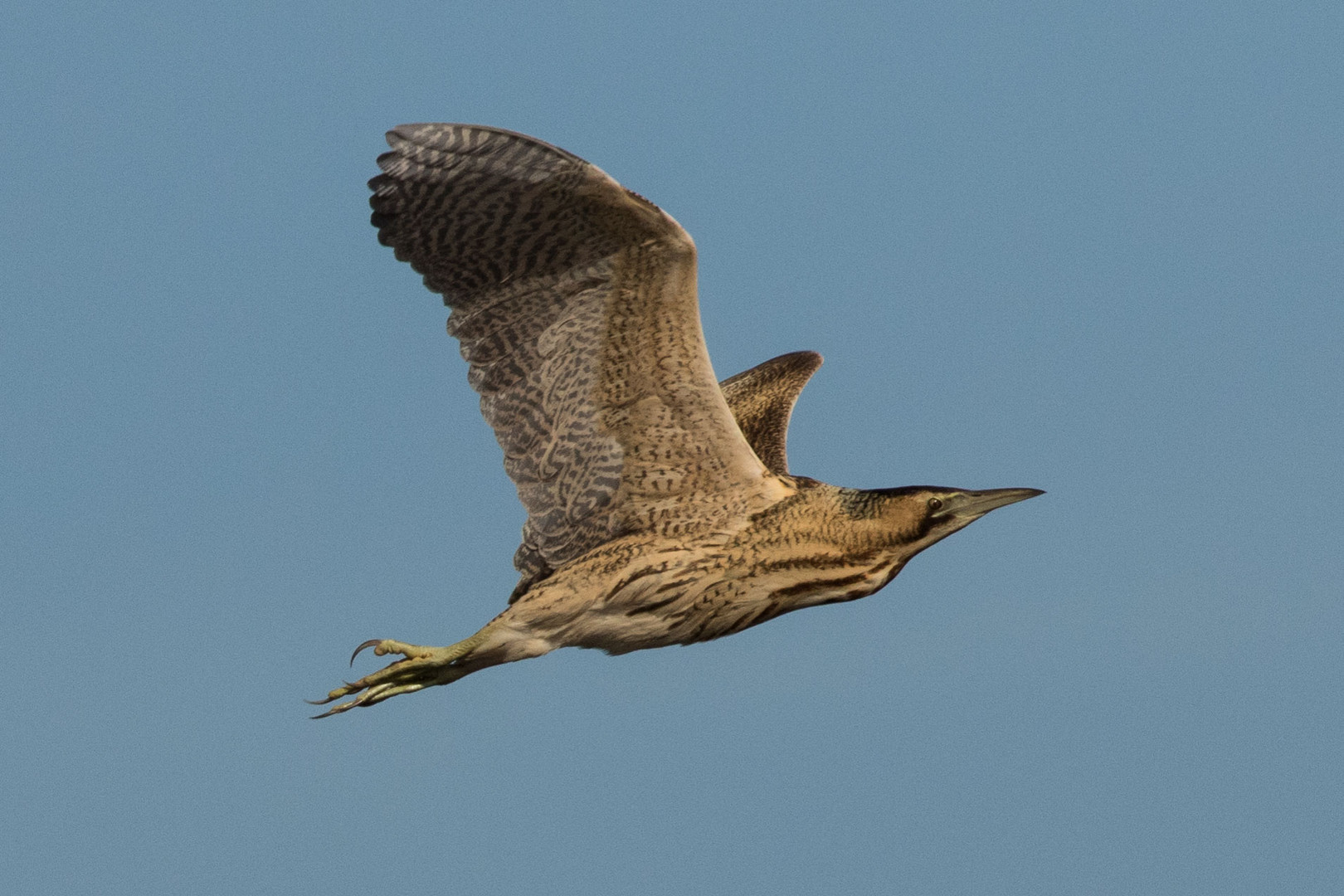 Rohrdommel (Botaurus stellaris)