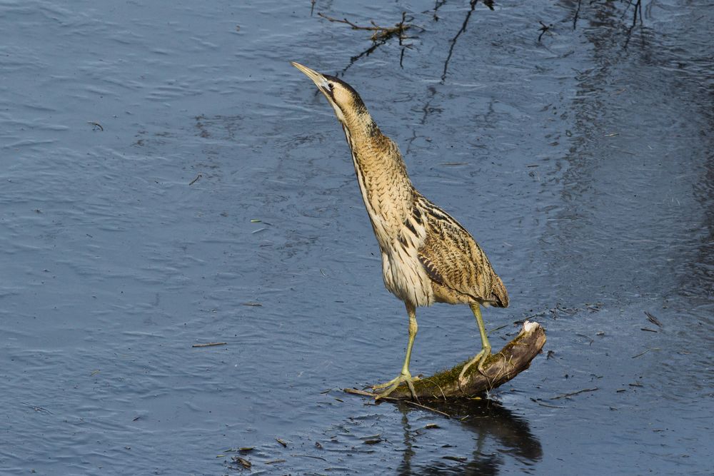 Rohrdommel (Botaurus stellaris)