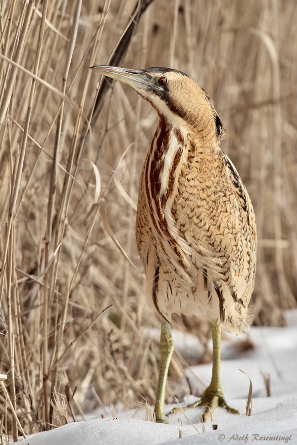 Rohrdommel (Botaurus stellaris)